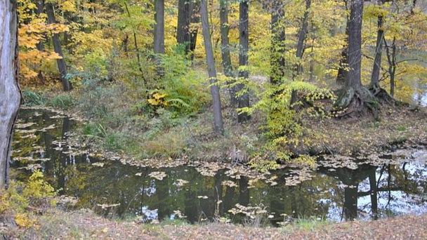 Старая речка в Тршебоне