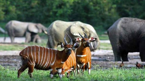 Национальный парк Дзанга-Санга в Банги Национальный парк Дзанга-Санга в Банги