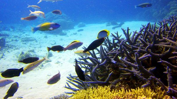 Риф El Aruk в Хургаде