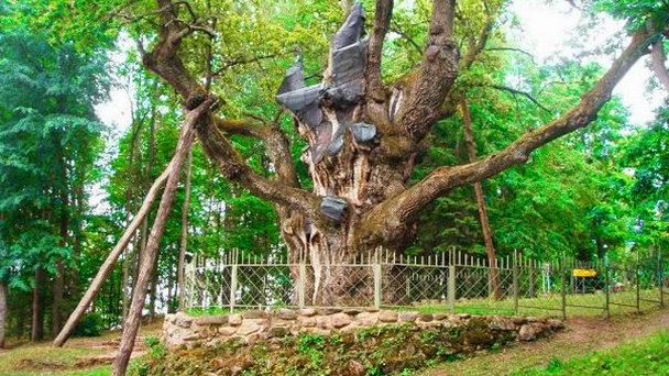 Денежный дуб в Шотландии