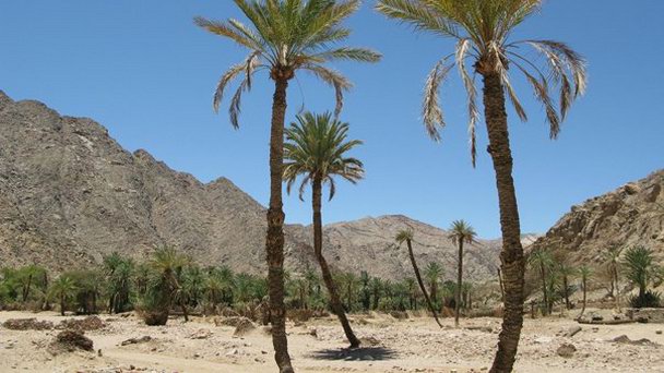 Оазис Фаран в Шарм-Эль-Шейхе