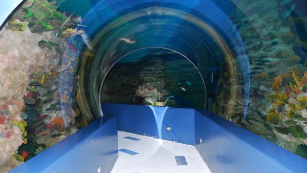 Аквариум в Шардже