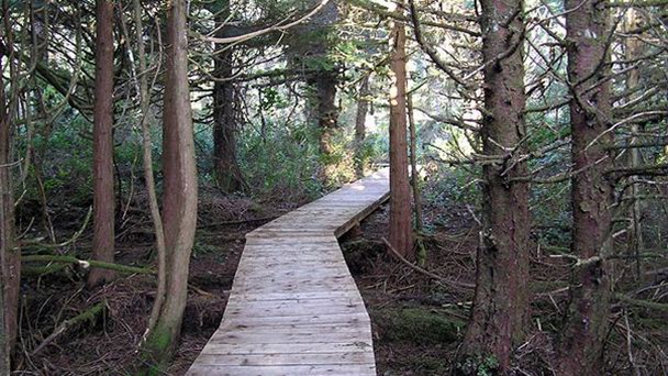 Национальный парк Еловая тропа в Британской Колумбии Национальный парк Еловая тропа в Британской Колумбии