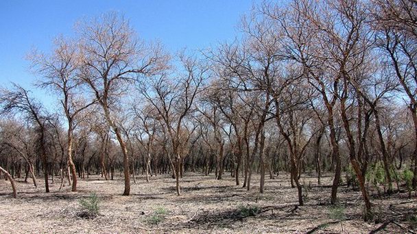 Бадай-Тугайский заповедник в Ургенче