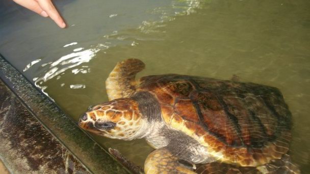 Черепашья ферма в Когалле Черепашья ферма в Когалле