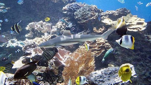 Аквариум Нумеа Аквариум Нумеа