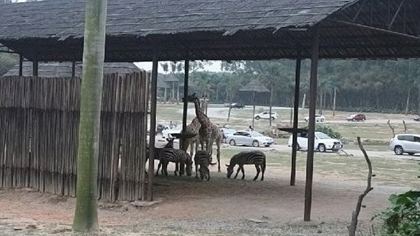 Дикий зоопарк в Чанглонге в Гуанчжоу