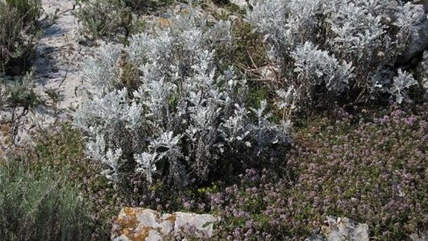 Ароматический сад Лошинь на Заливе Кварнер