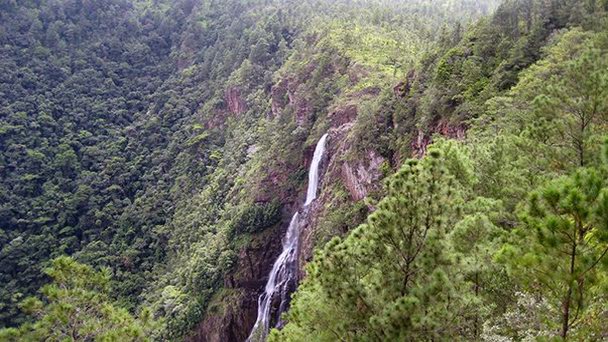 Лесной резерват Маунтин-Пайн-Ридж в Белизе Лесной резерват Маунтин-Пайн-Ридж в Белизе