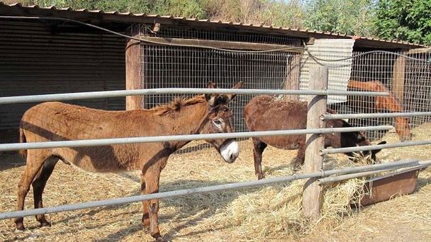 Ослиная ферма в Лимассоле