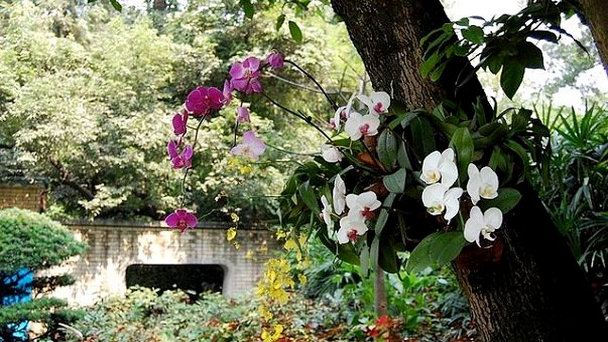 Парк орхидей Гуанчжоу