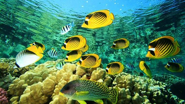 Риф North Abu Ramada в Хургаде