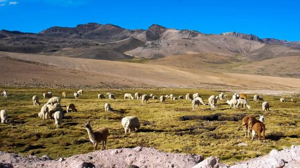 Лас Пампас Каньауас в Арекипе Лас Пампас Каньауас в Арекипе