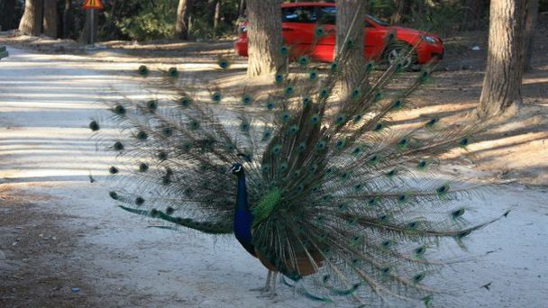 Павлиний лес Плака на Косе