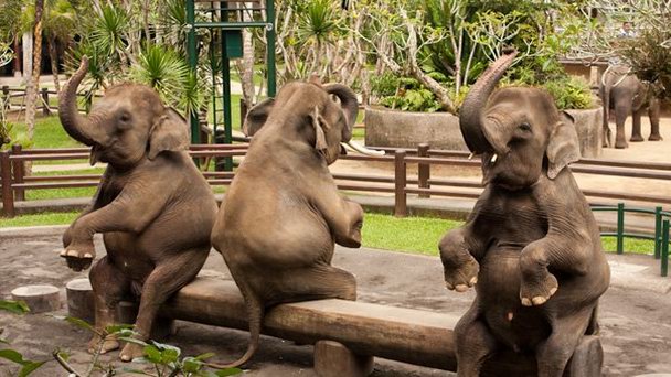 Парк слонов на Бали