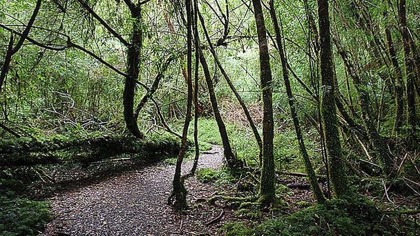 Национальный парк Алерсе Андино в Пуэрто-Монте Национальный парк Алерсе Андино в Пуэрто-Монте