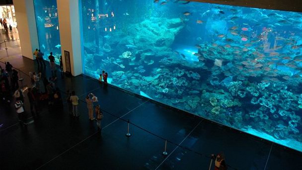 Aquarium перевод. Дубай Молл аквариум. Аквариум в школе. Аквариум в Дубай молле. Дубай достопримечательности аквариум.
