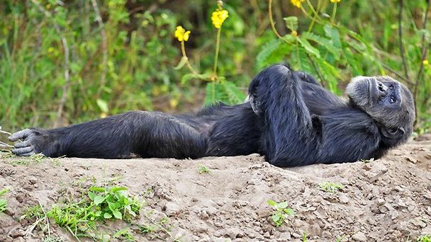 Питомник шимпанзе Свитвотерс в Наньюки
