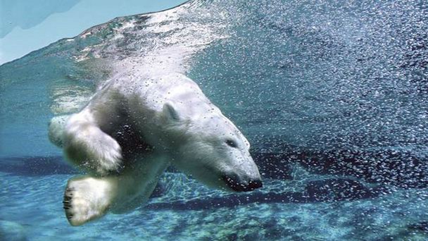 Городской аквариум в Квебеке