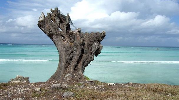 Бухта Кизимкази в Занзибаре