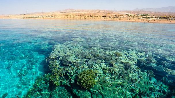 Риф Японские сады в Акабе