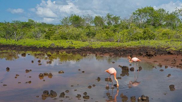 Озеро Фламинго на Галапагосских островах Озеро Фламинго на Галапагосских островах