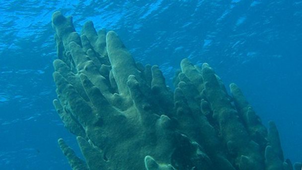 Коралловая колонна Нотр-Дам в Сьенфуегосе