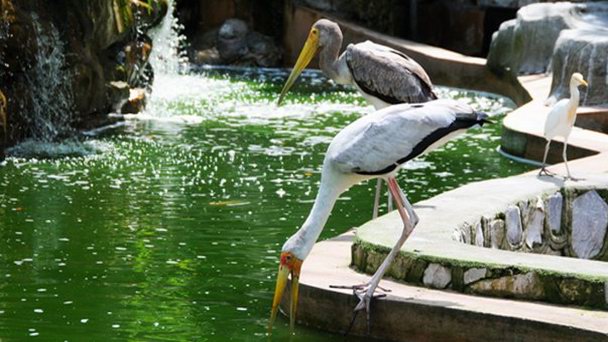 Парк птиц Янпу в Гонконге