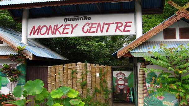 Центр обезьян Чиангмай в Чианг Маи