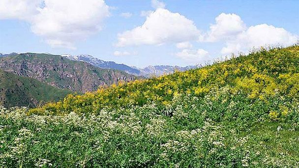 Чаткальский горно-лесной заповедник в Ташкенте