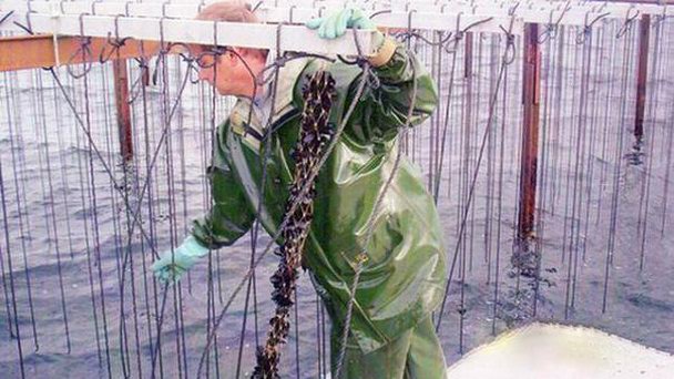 Ферма по разведению устриц в Мез в Лангедок-Руссильоне