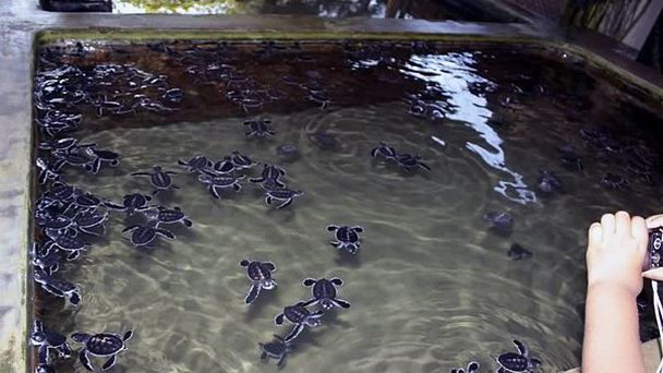 Черепаховая ферма в Косгоде в Косгоде