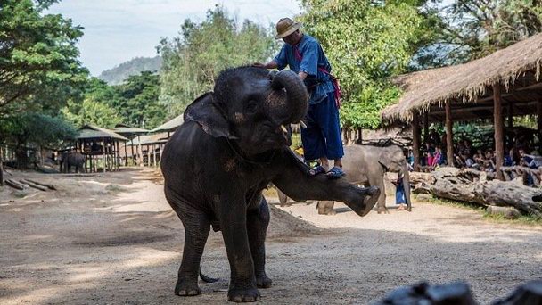 Слоновий лагерь Maetaman в Чианг Маи