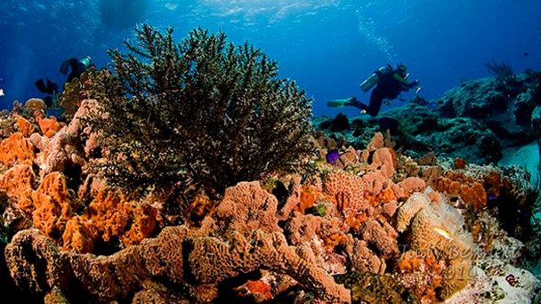 Риф Tunich в Кинтана-Роо