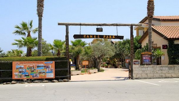 Верблюжья ферма в Ларнаке