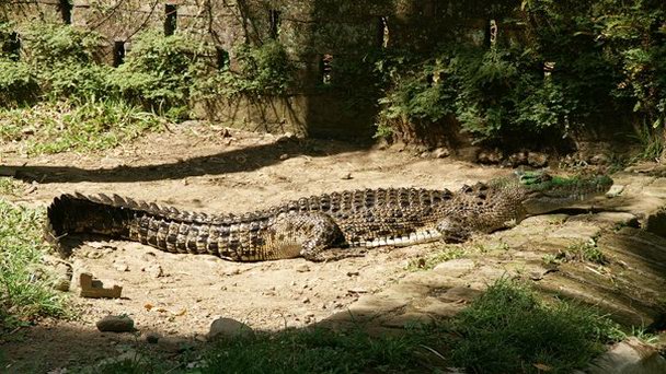 Крокодиловая ферма на Бали
