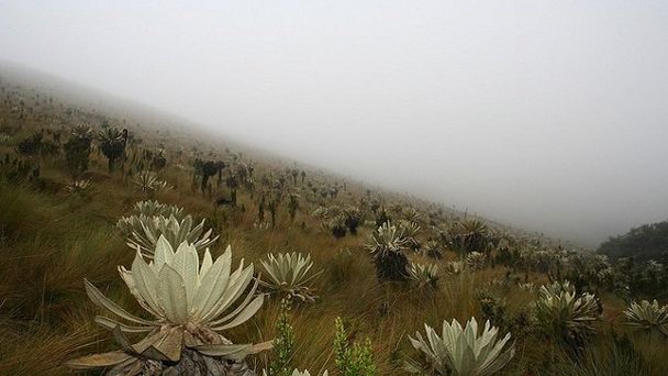 Заповедник Эль Анхель в Кито