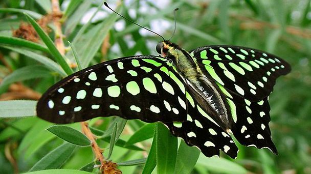 Сад бабочек в Керале