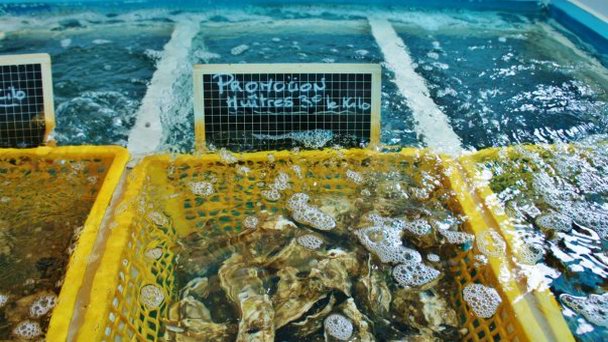 Устричные фермы в Пор-Лёкате в Лангедок-Руссильоне