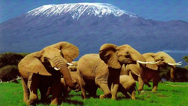 Национальный парк Килиманджаро